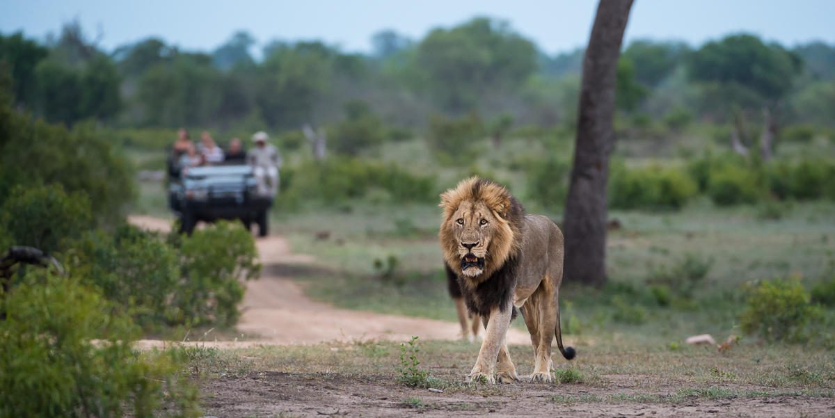 safari