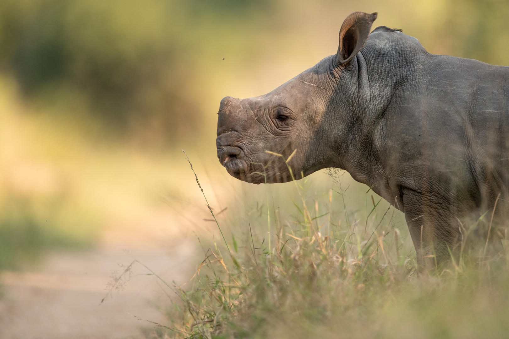 sss wildlife rhino calf june july ross couper